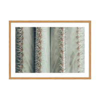 cornice faggio 50x70 stampa cactus BUBOLA & NAIBO   