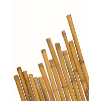 Canne Bambù D. 22/24 - 150 cm Biacchi Ettore