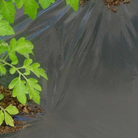 Film per pacciamatura Dot Cover 1,50x5 m nero Tenax