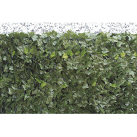 Sempreverde Point foglie edera 1x3 Biacchi Ettore