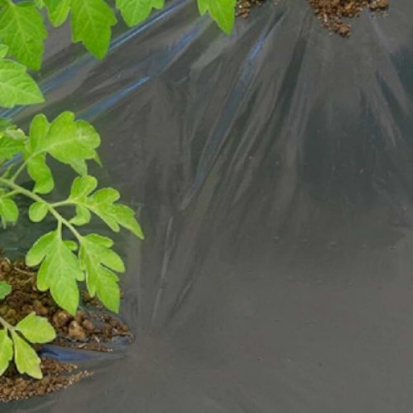 Film per pacciamatura Dot Cover 1,50x5 m nero Tenax
