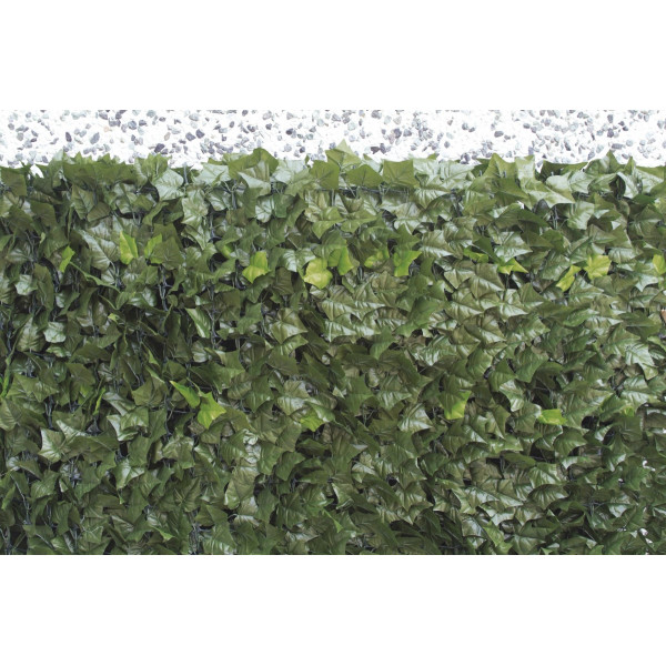 Sempreverde Point foglie edera 1x3 Biacchi Ettore